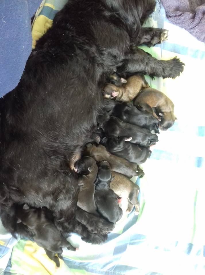 De La Vallée De Fondcombe - Une magnifique portée de 10 chiots !!!